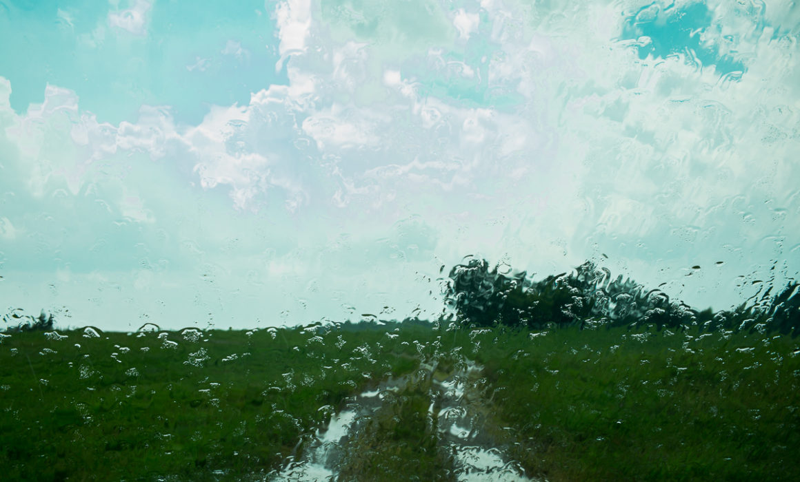 August Rain Ponderosa by Guy Mendes