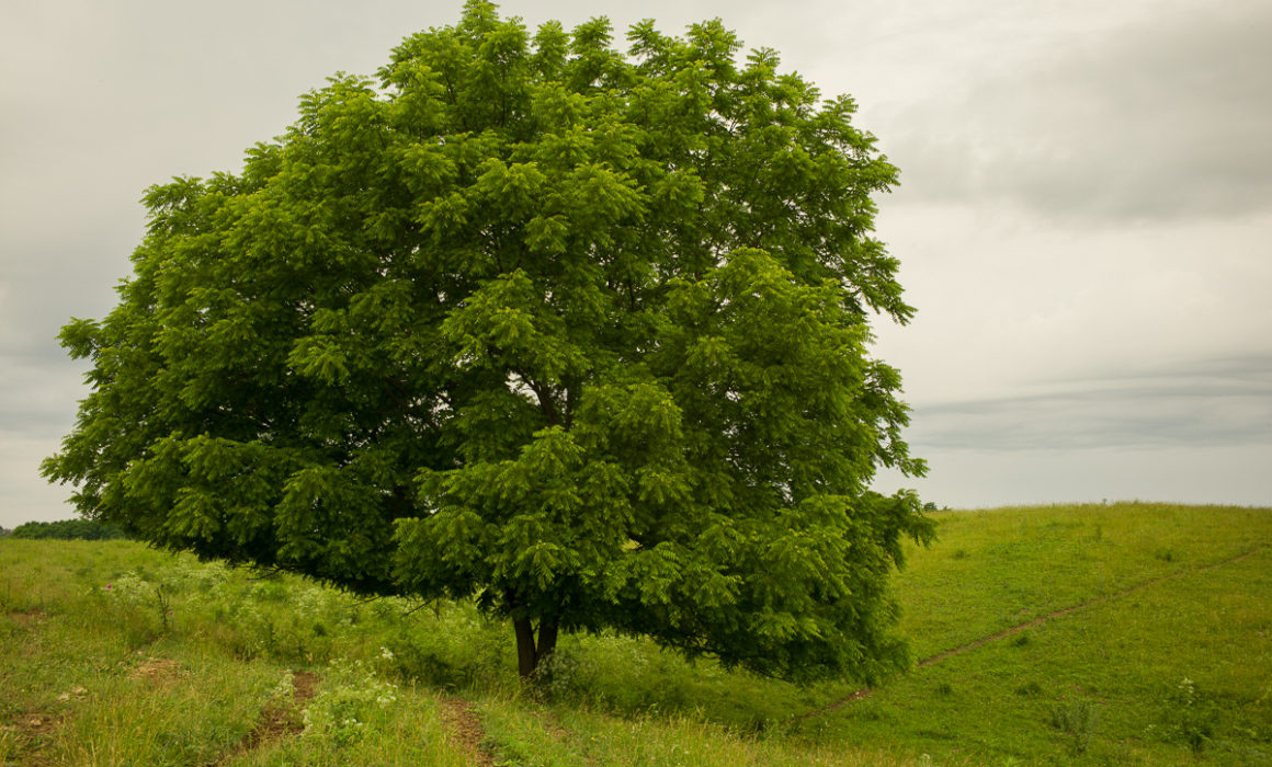 Browsed Walnut 2 by Guy Mendes