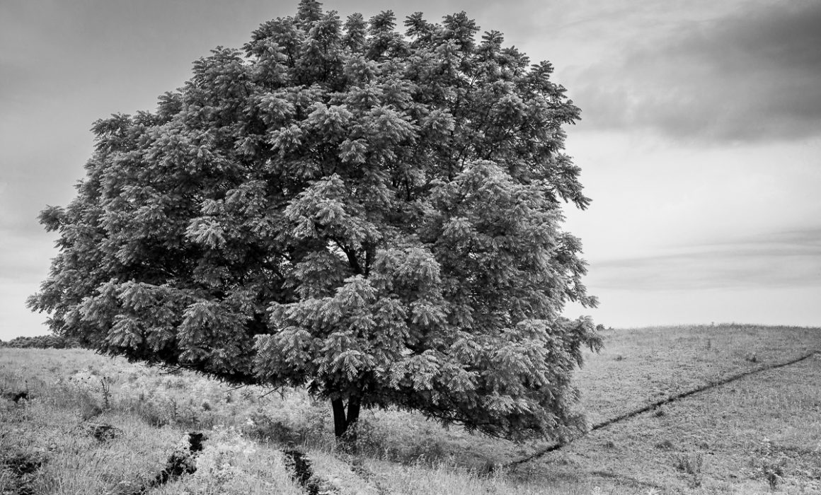 Browsed Walnut by Guy Mendes