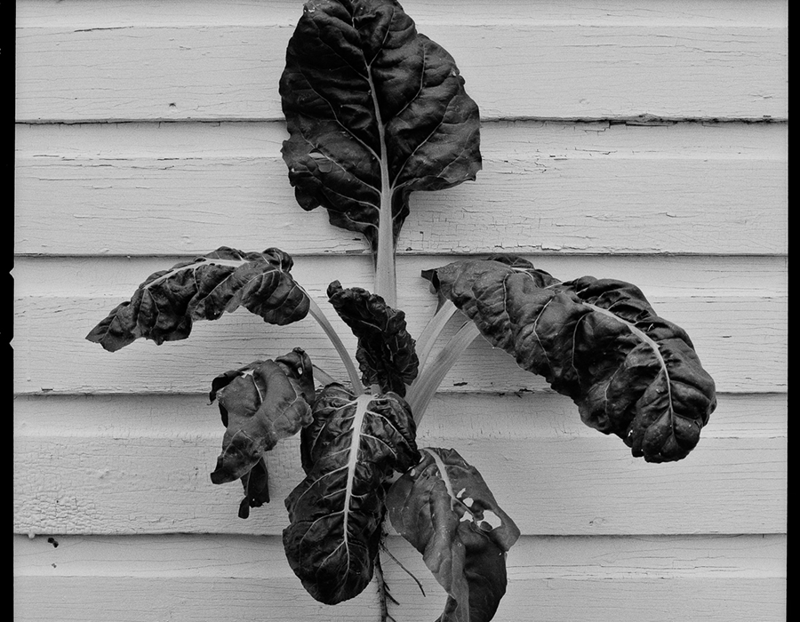 Chard, Woodford County by Guy Mendes