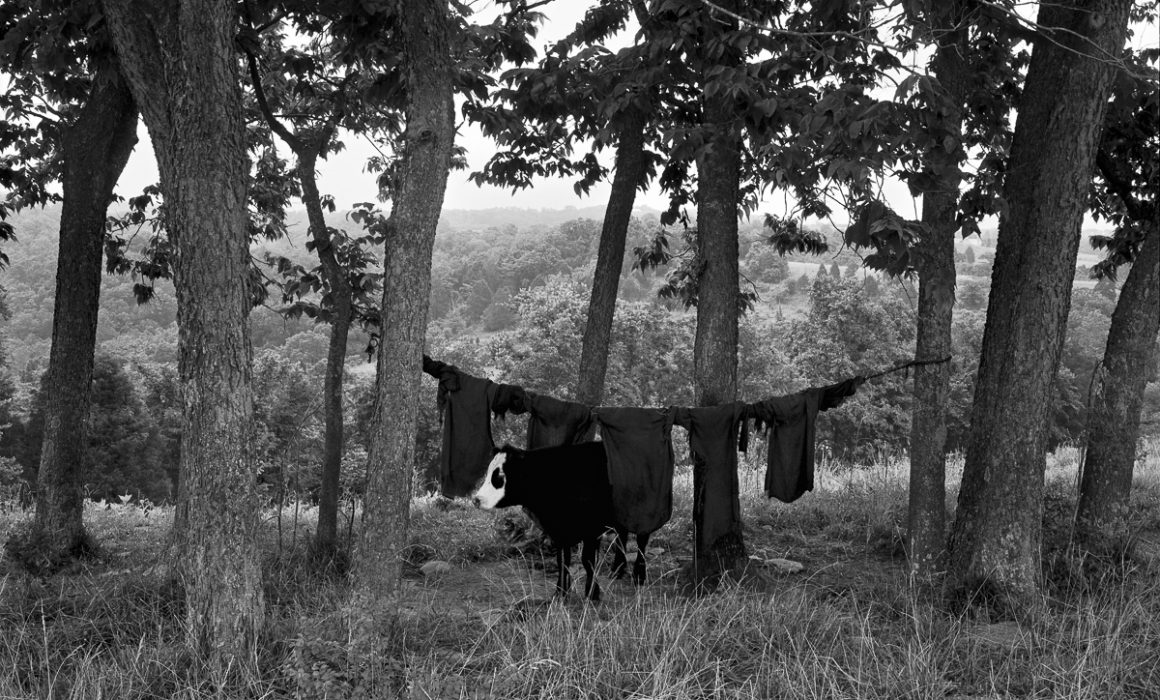 Cow Rags by Guy Mendes