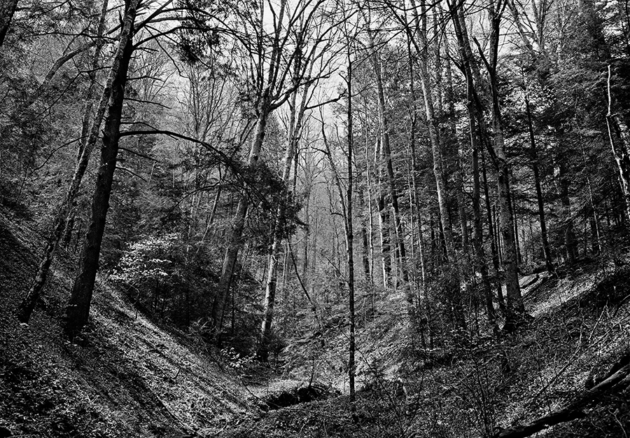 Lilleys Woods, Letcher County by Guy Mendes