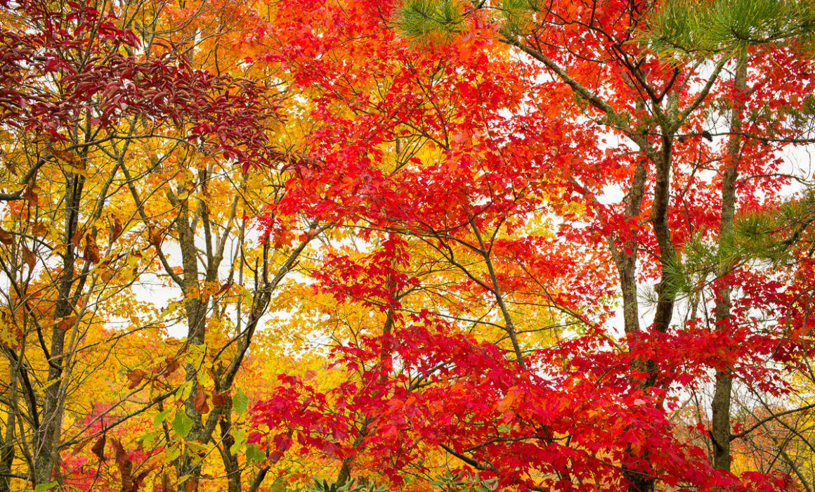 LIttle Shepherd Trail 2 by Guy Mendes