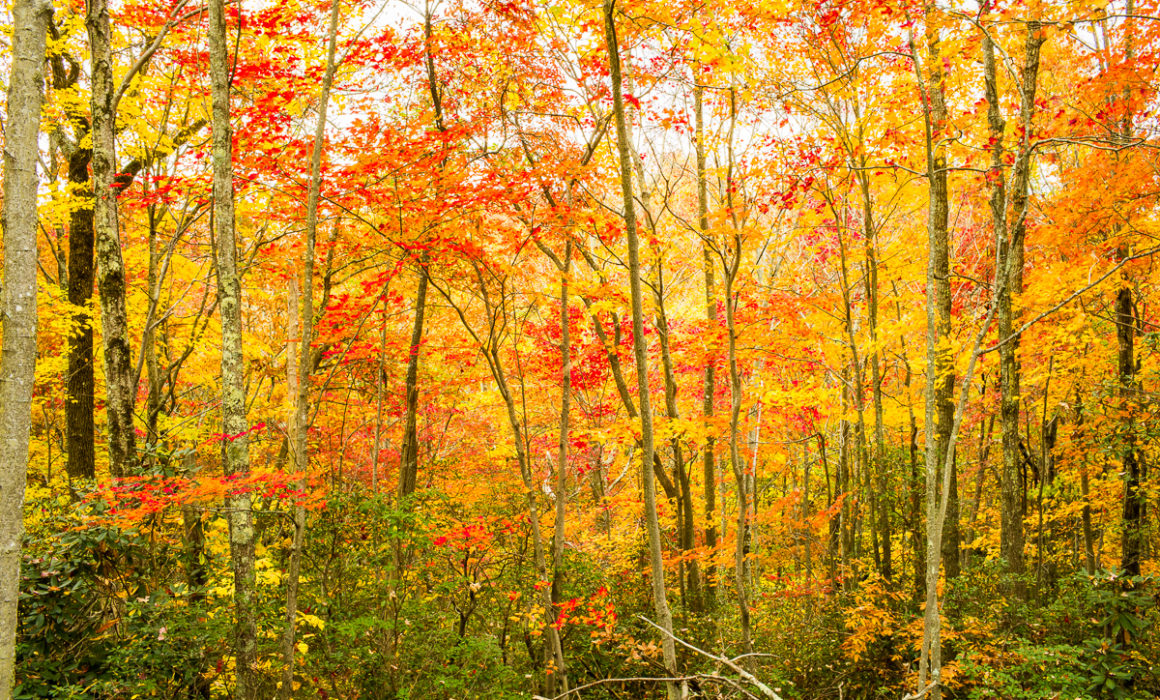Little Shepherds Trail 1 by Guy Mendes
