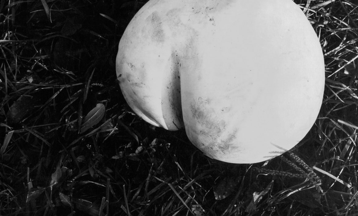 Puffball by Guy Mendes