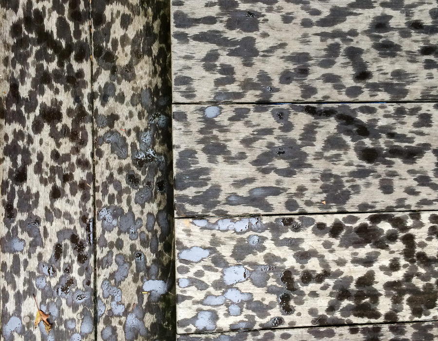 Summer Rain 2 by Guy Mendes