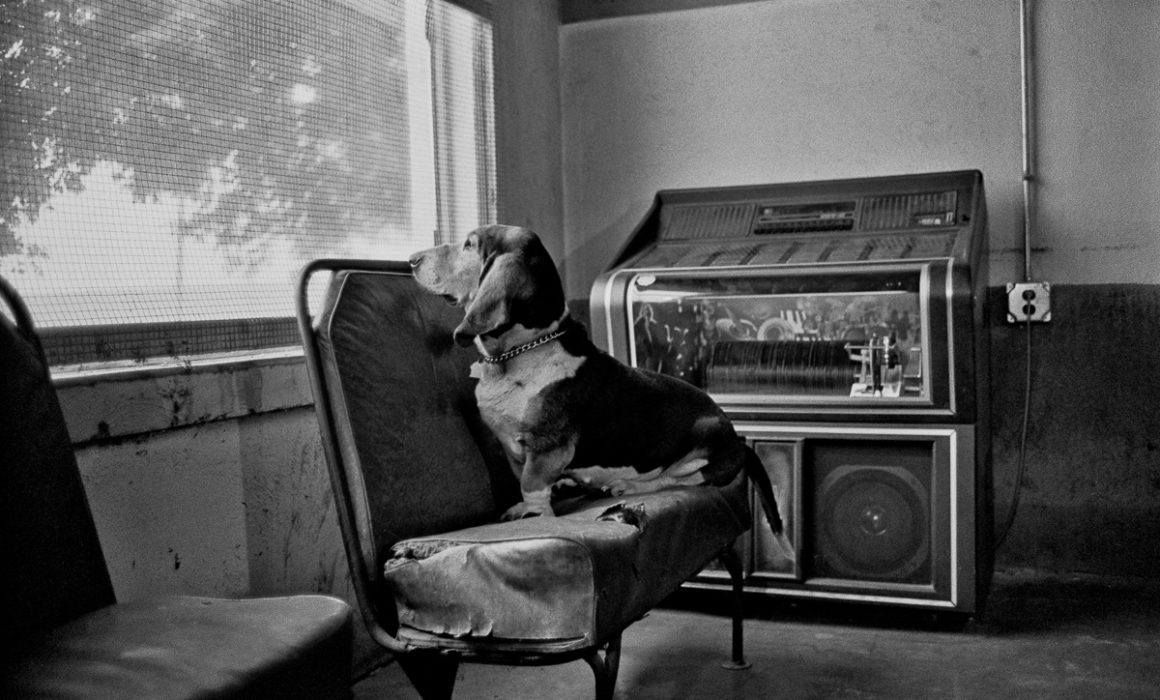 Whopper by Guy Mendes