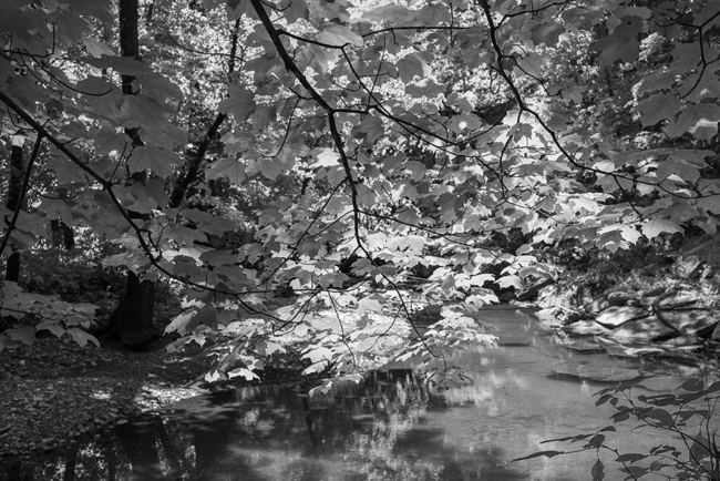 Leaves on Marble Creek by Guy Mendes